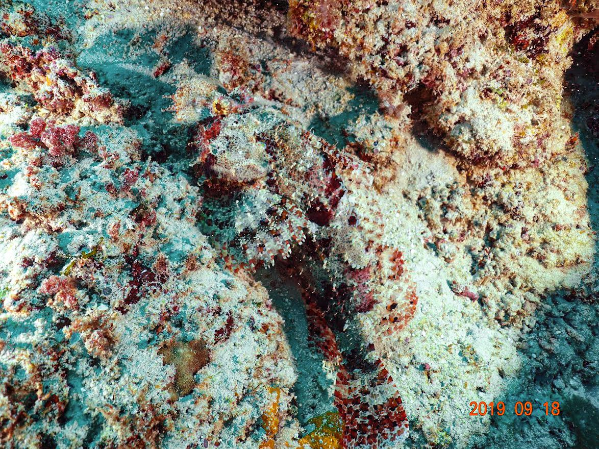 Занзибар, 2019 г. Дайвинг-клуб «Капитан Морган», Беларусь