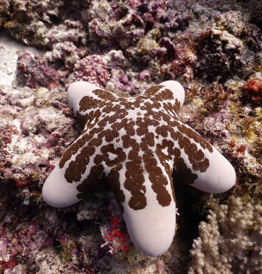 Занзибар, 2019 г. Дайвинг-клуб «Капитан Морган», Беларусь