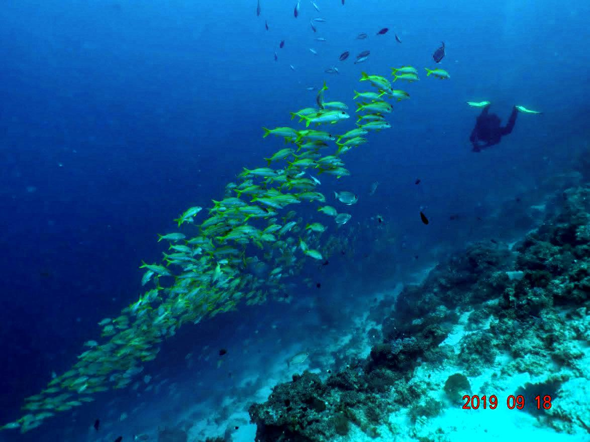 Занзибар, 2019 г. Дайвинг-клуб «Капитан Морган», Беларусь