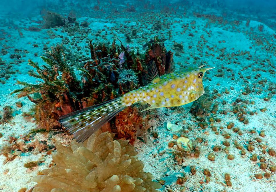 Занзибар, 2019 г. Дайвинг-клуб «Капитан Морган», Беларусь