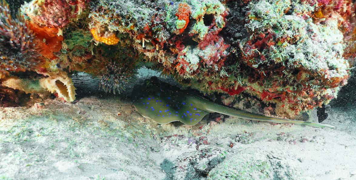 Занзибар, 2019 г. Дайвинг-клуб «Капитан Морган», Беларусь