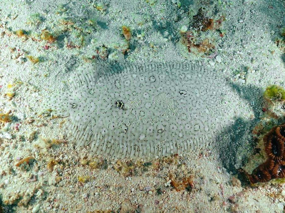 Занзибар, 2019 г. Дайвинг-клуб «Капитан Морган», Беларусь