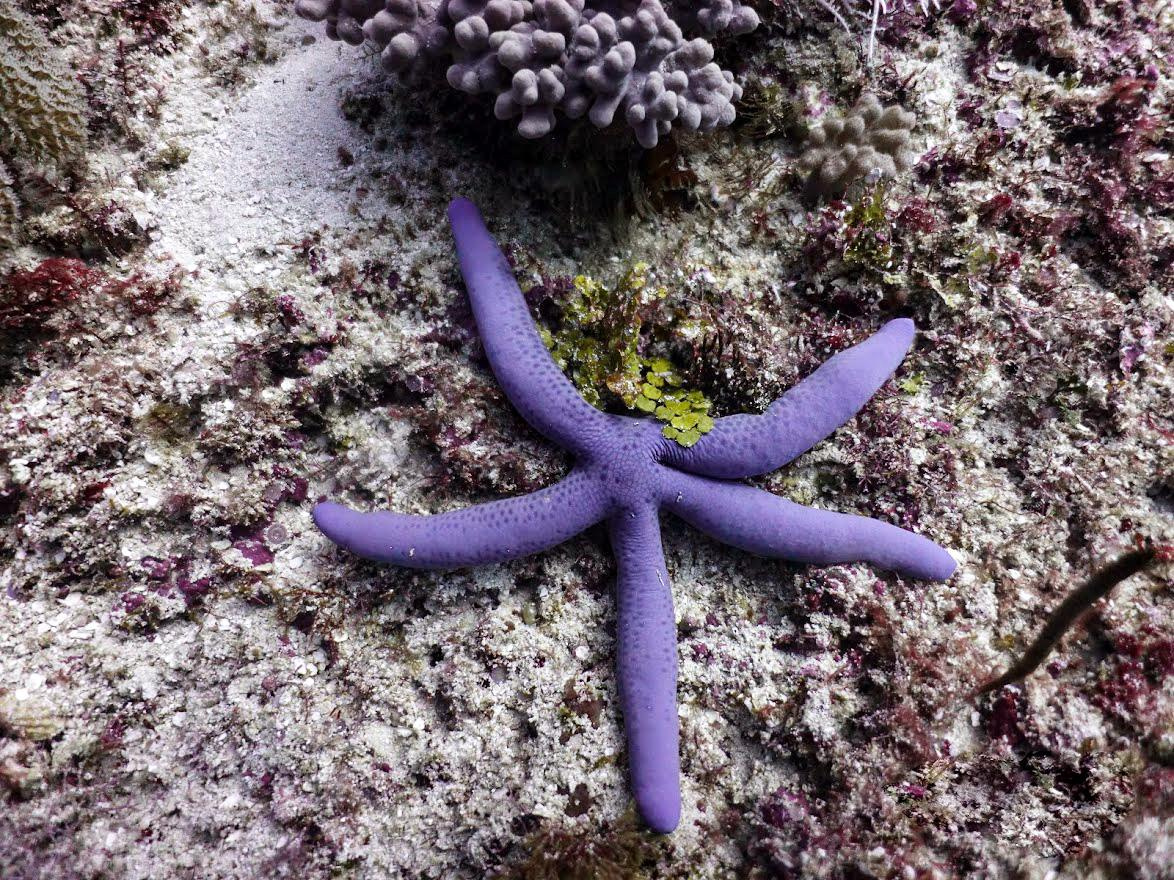 Занзибар, 2019 г. Дайвинг-клуб «Капитан Морган», Беларусь