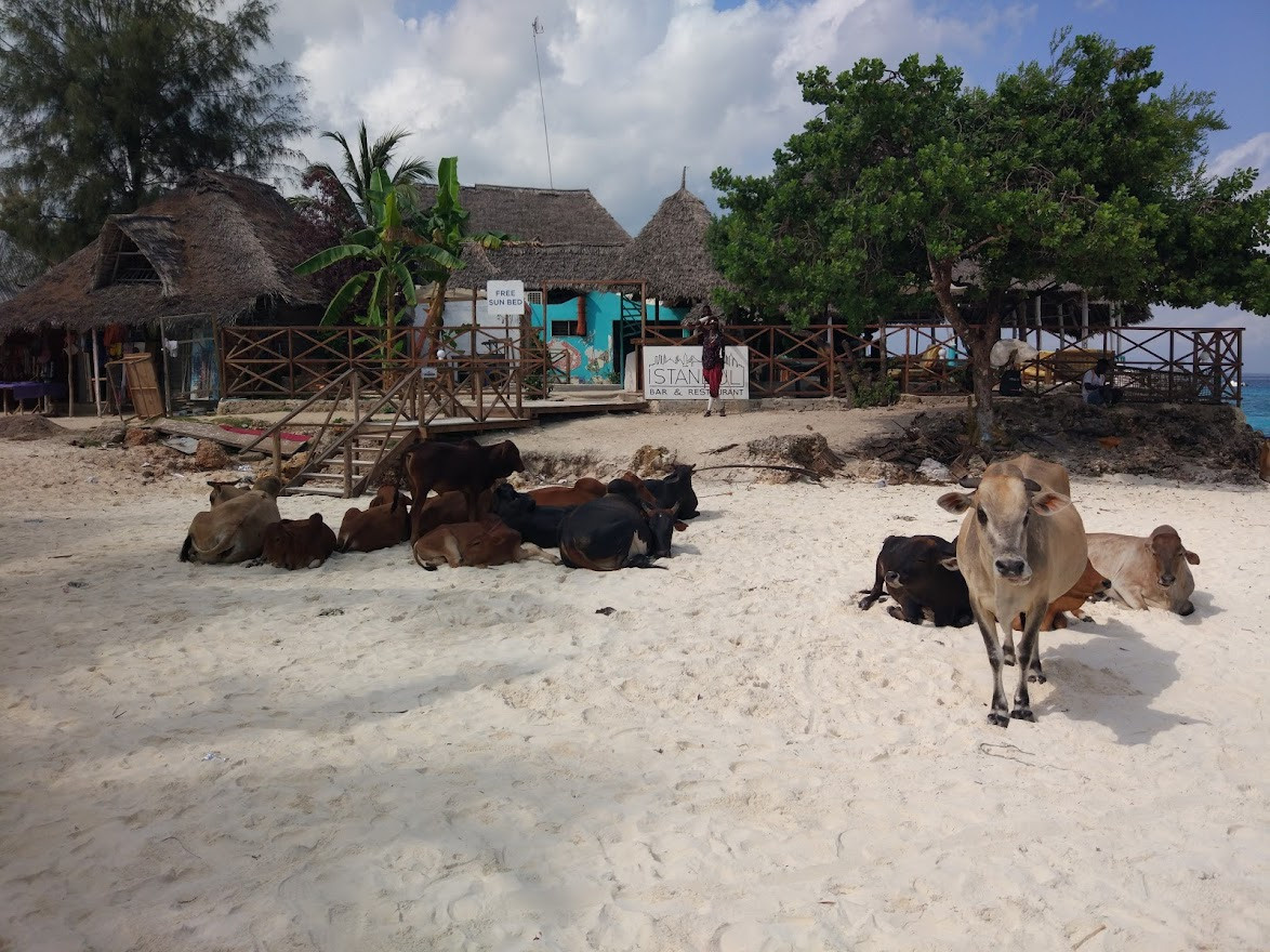 Занзибар, 2019 г. Дайвинг-клуб «Капитан Морган», Беларусь