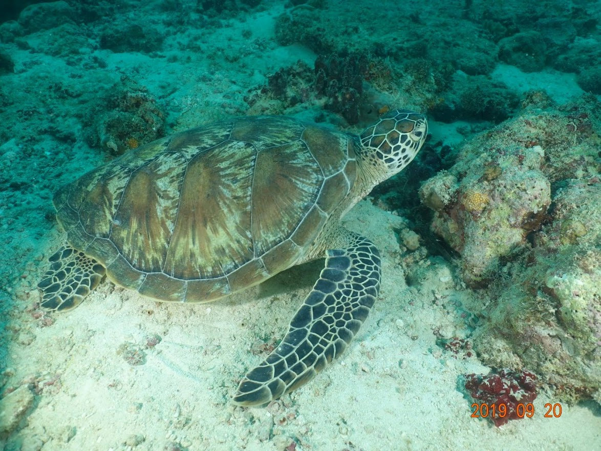 Занзибар, 2019 г. Дайвинг-клуб «Капитан Морган», Беларусь