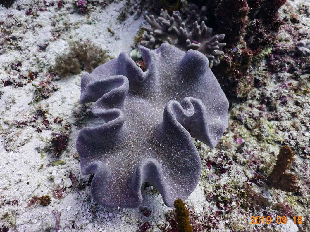 Занзибар, 2019 г. Дайвинг-клуб «Капитан Морган», Беларусь