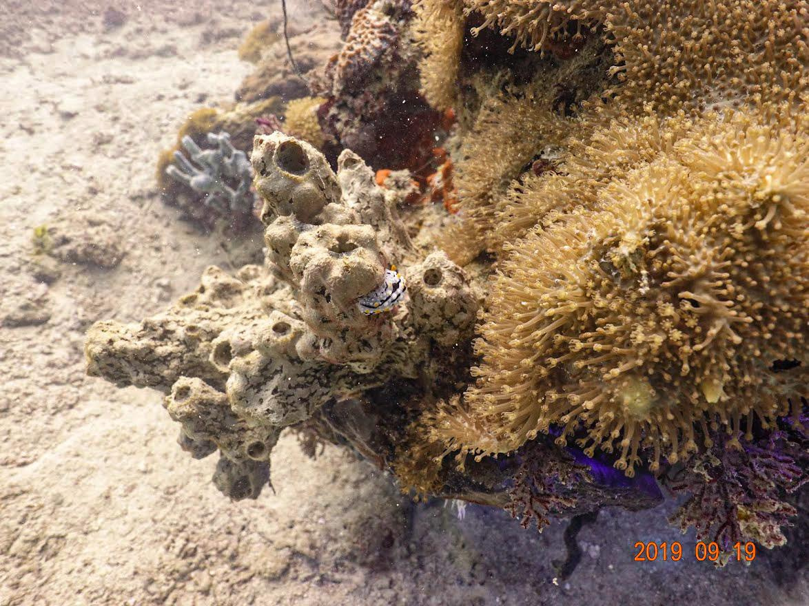 Занзибар, 2019 г. Дайвинг-клуб «Капитан Морган», Беларусь