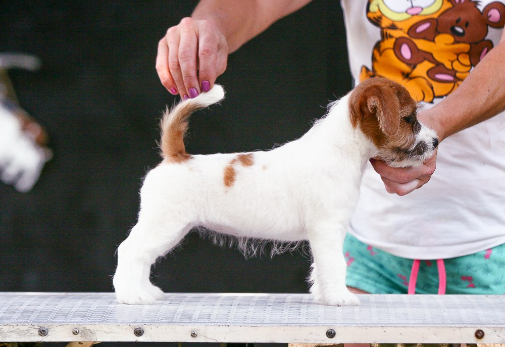 Джек рассел терьер купить.