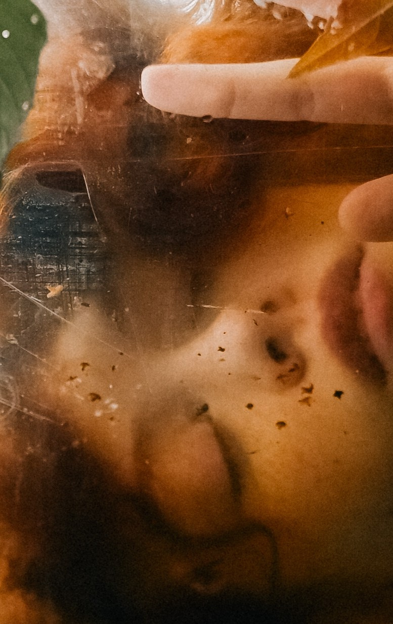 НАТА ВОСТРИКОВА