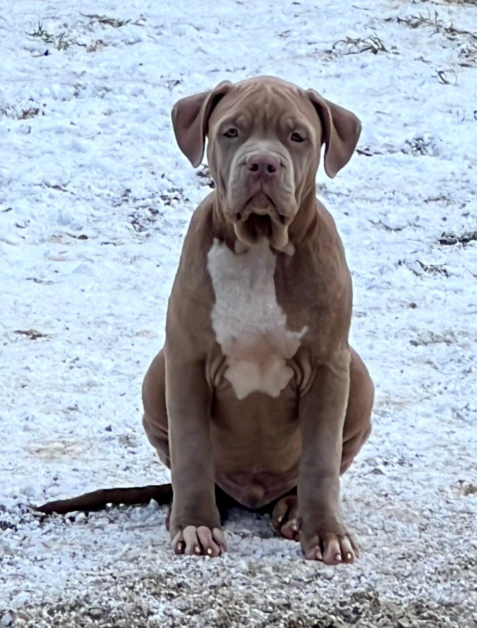 Hunter&Queenie, 10.09.25. Американские булли XL в г. Калининград. Питомник Great Bully UNIVERSE