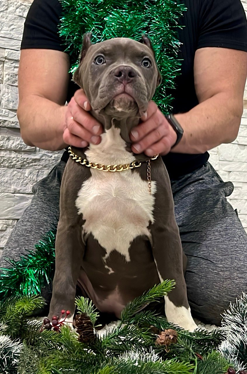 Все свободные щенки. Американские булли XL в г. Калининград. Питомник Great Bully UNIVERSE