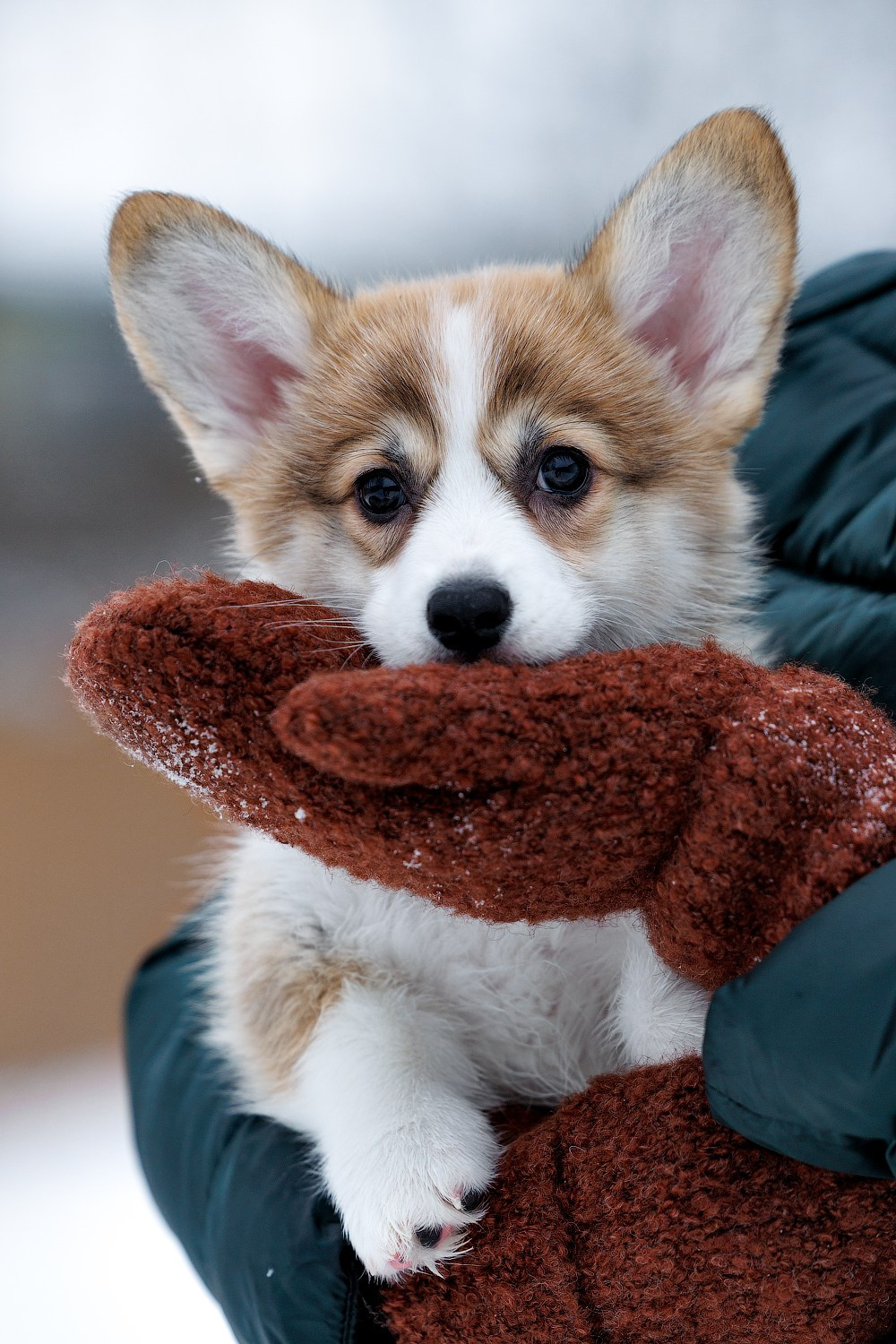 Портфолио: Фотосъёмка щенков в Москве и области — трогательные моменты. Фотограф-анималист и бренд-фотограф в Москве | Фотография собак, людей, бизнес-портрет