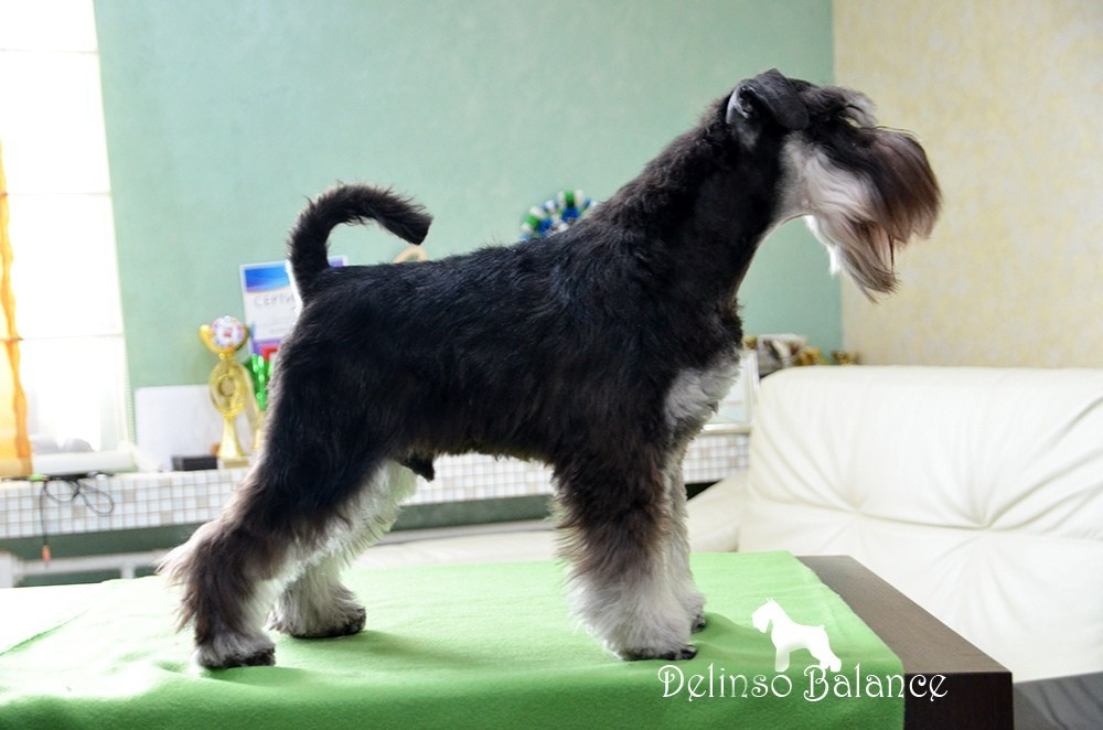 Сема/Delinso Balance Viserion. Питомник цвергшнауцеров в Беларуси «Делинсо Бэлэнс»