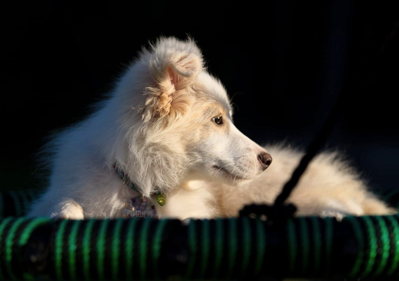 Отзывы. Фотограф Анастасия Ветковская, Москва