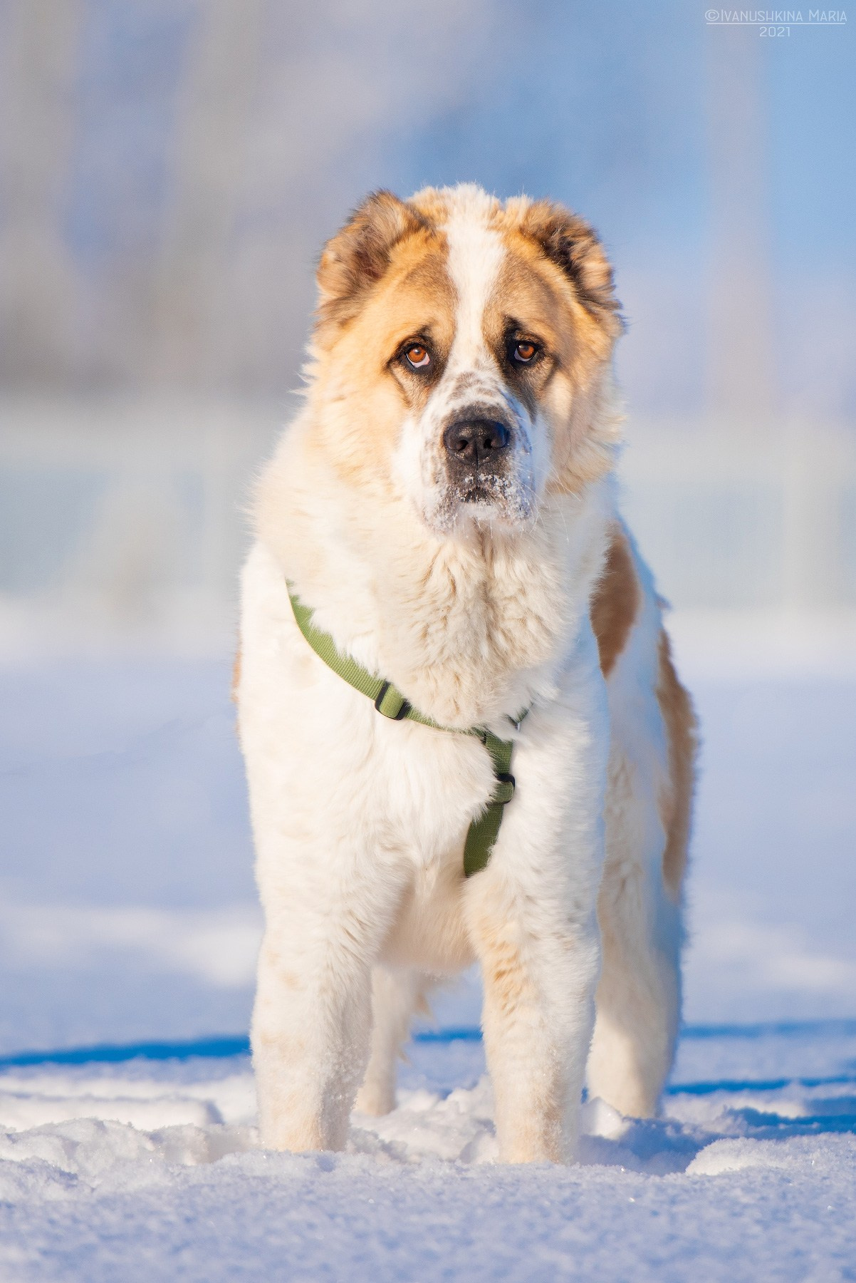 Пиарные фотосессии собак на пристройство. Фотограф собак в Москве и Московской области Иванушкина Мария