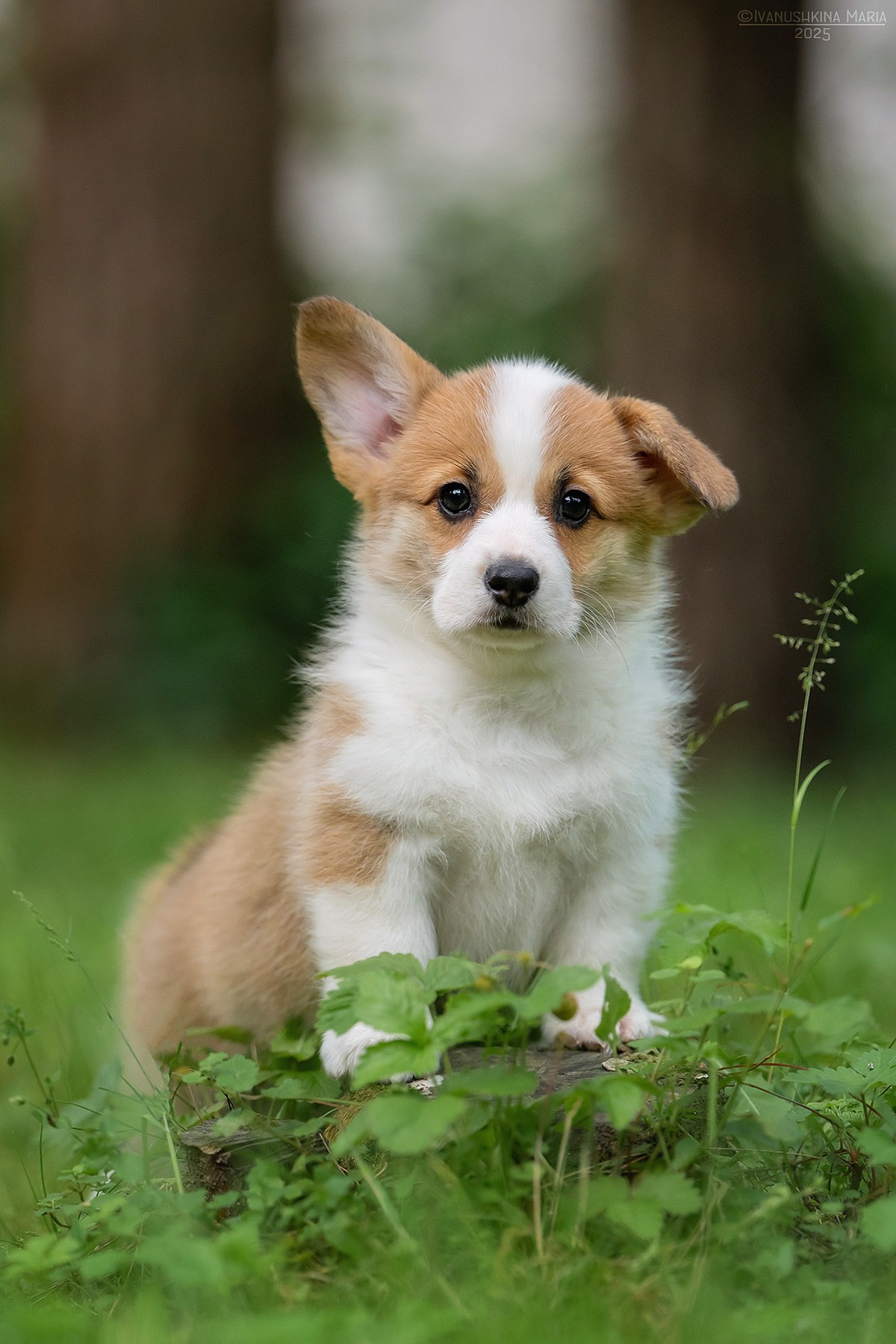 Фотосессия щенков на продажу. Фотограф собак в Москве и Московской области Иванушкина Мария