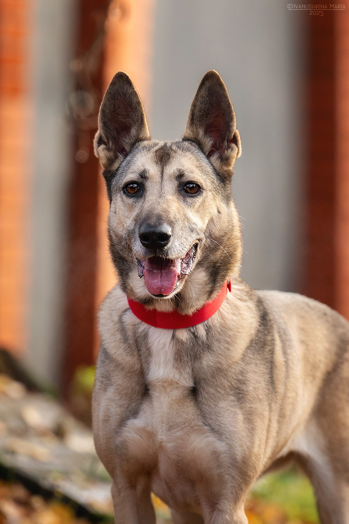 Пиарные фотосессии собак на пристройство. Фотограф собак в Москве и Московской области Иванушкина Мария