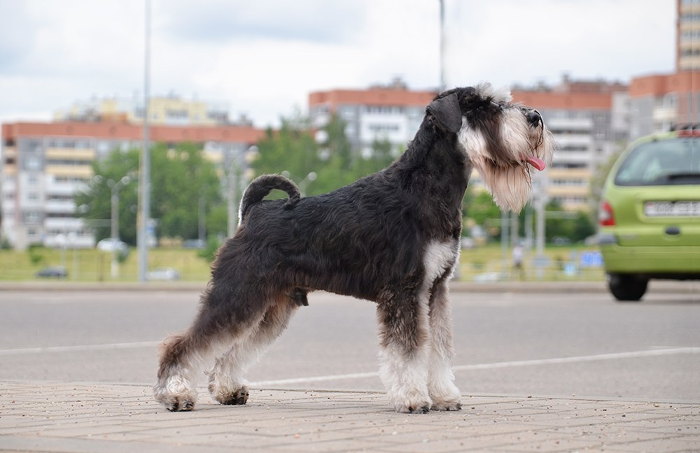 Зефир/ Delinso Balance Zyphеr. Питомник цвергшнауцеров в Беларуси «Делинсо Бэлэнс»