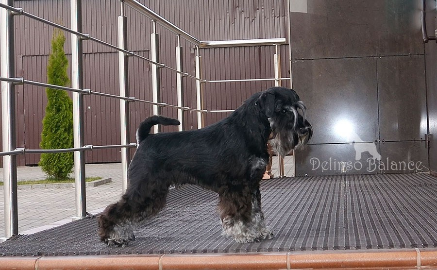 Питомник Делинсо Бэлэнс, щенки цвергшнауцера, купить щенка цвергшнауцера, питомник цвергшнауцеров, кобель цвергшнауцера для вязки, щенок цвергшнауцера, питомник цвергшнауцеров, черный с серебром, цверг, лучший питомник в беларуси