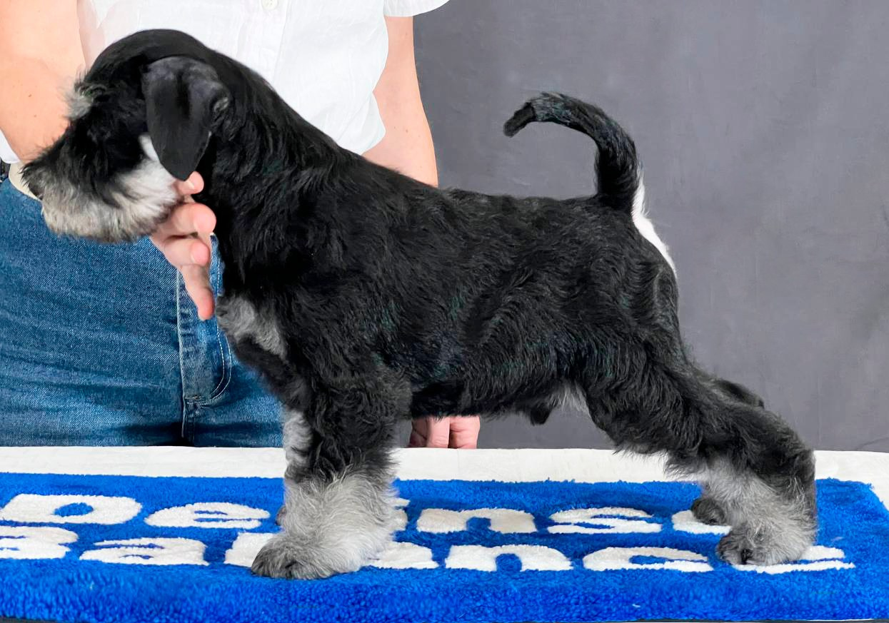 #питомникцвергшнауцеров #делинсобэлэнс #щенокцвергшнауцера