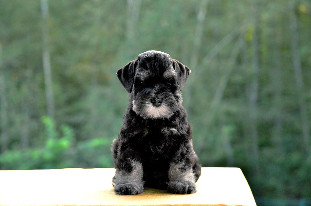 Litter «H» 02.07.2024. Питомник цвергшнауцеров в Беларуси «Делинсо Бэлэнс»