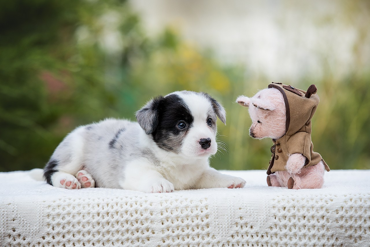 СЪЁМКА ЩЕНКОВ. Фотограф — анималист в Туле Юлия Лето