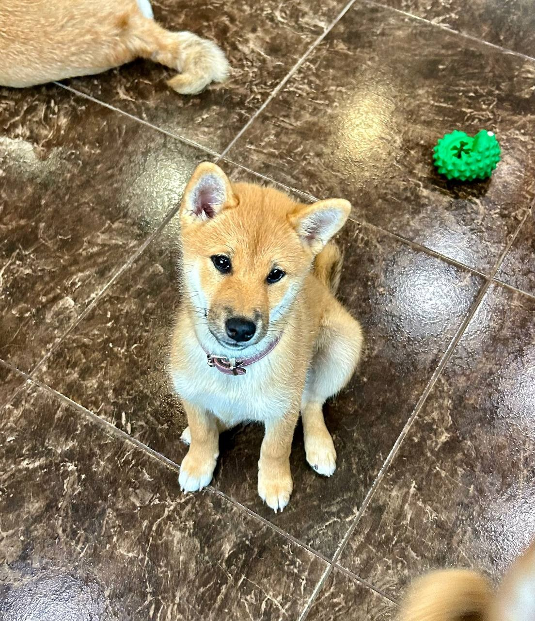 сиба питомник Рубилайт щенки на продажу rubylight  сиба щенки купить СПб Санкт-Петербург