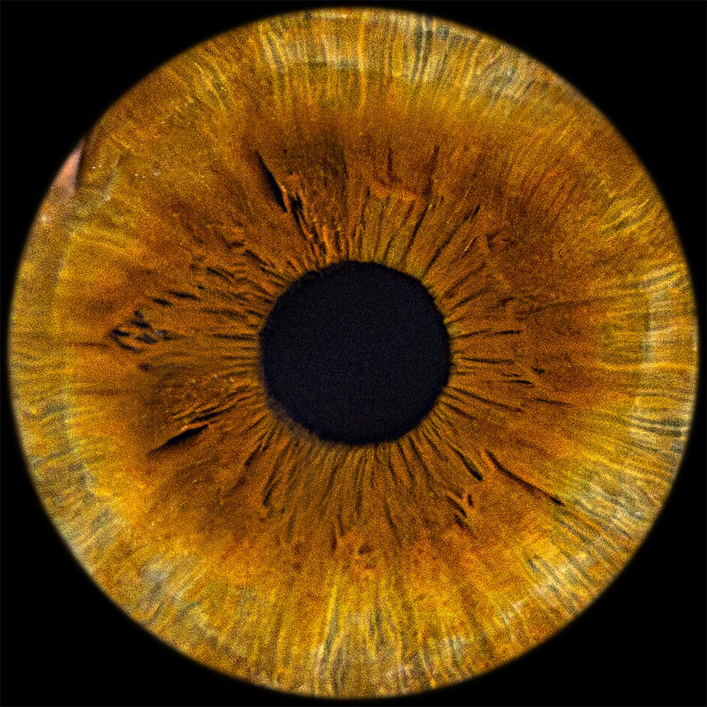 Примеры фото. Фото радужки глаза LOOK IN