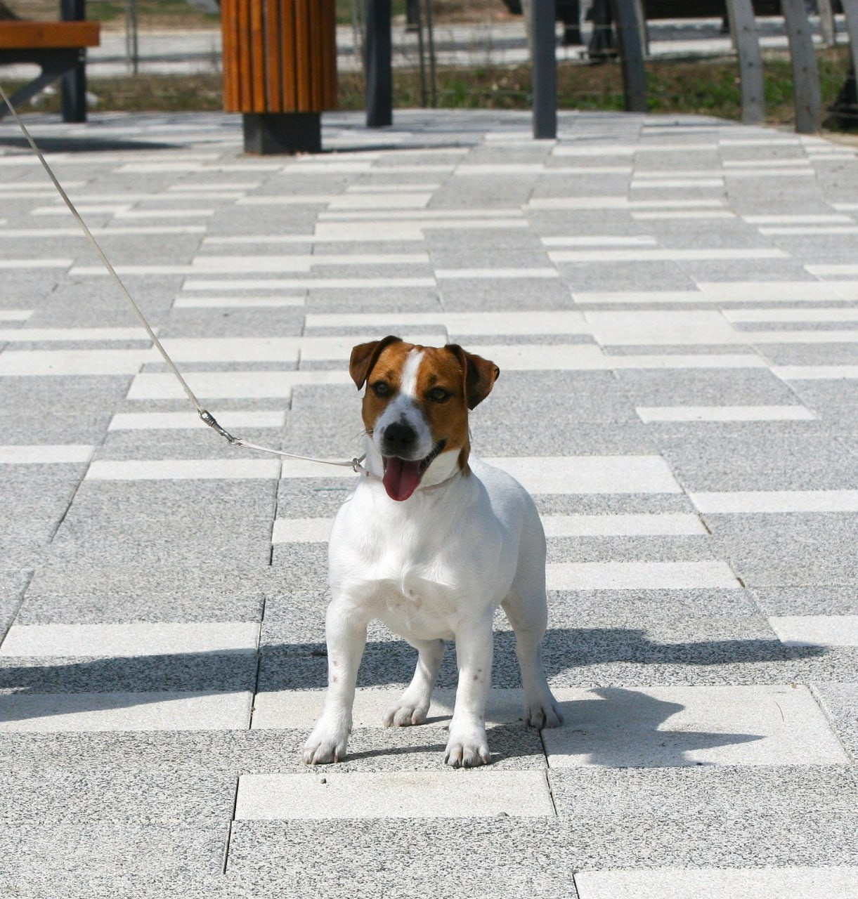 Diskaydzheks Uma Turman. Lovely-Orange питомник джек рассел терьеров