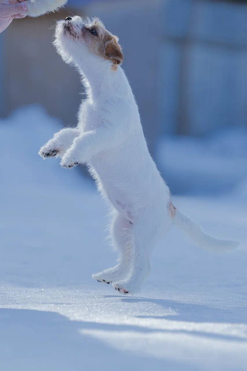 Сука 4. Lovely-Orange питомник джек рассел терьеров