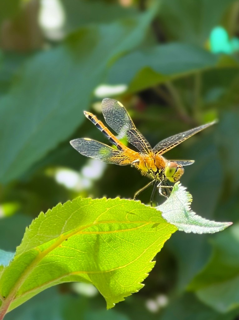 Снято на телефон. Фотография, ретушь, сканирование, восстановление старых фото, интерьерная съёмка, студия. Данилов Александр, Москва