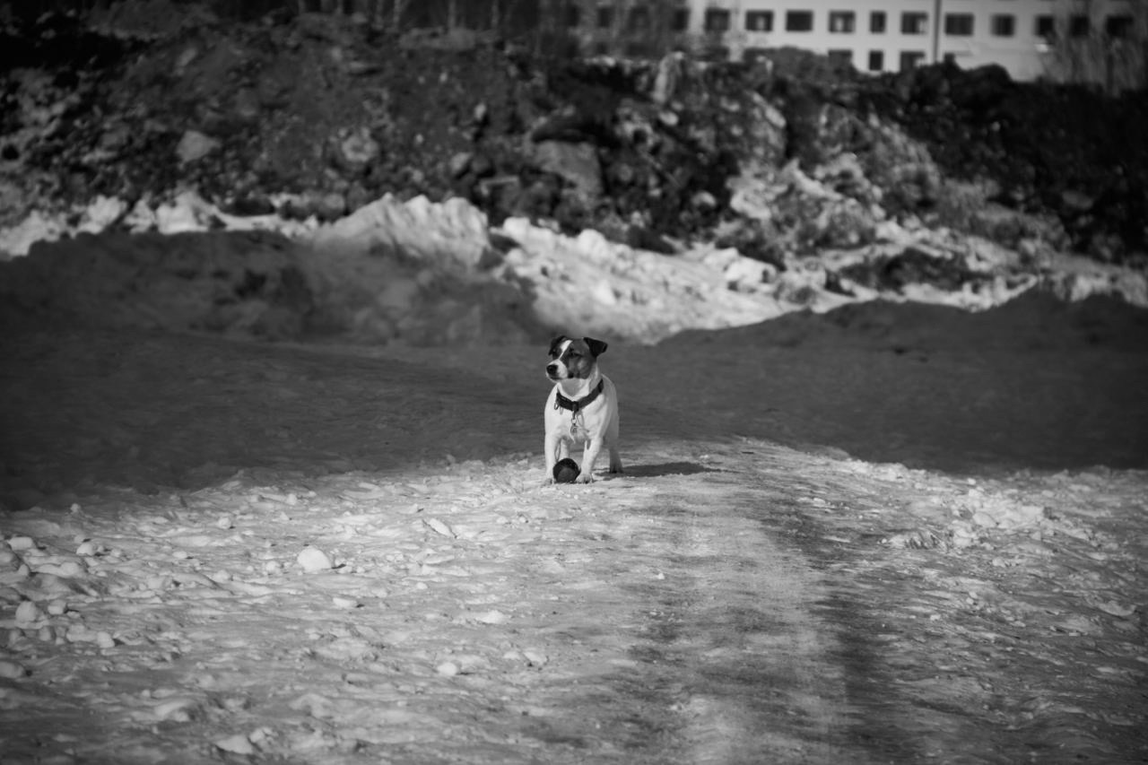 Фотопрогулка с хвостиком. Buyvolenko Andrey