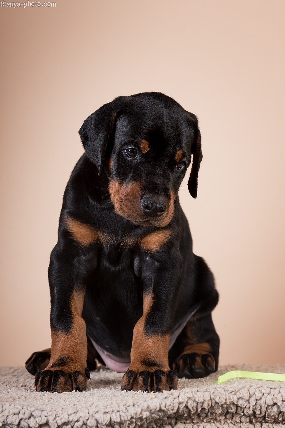 Фото щенков на природе и дома. Москва. Фотограф собак, фотограф-анималист Аня Титова (Titanya). Москва