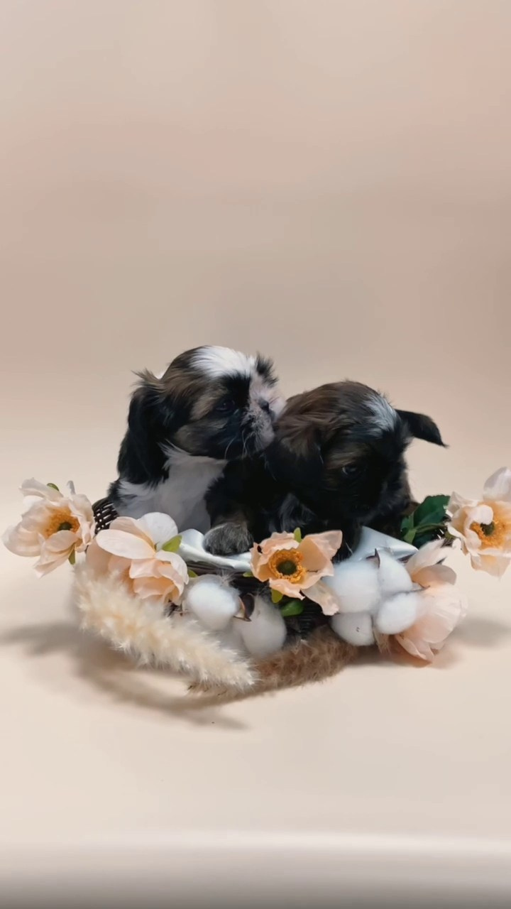 Отзывы. Семейный фотограф анималист г. Находка