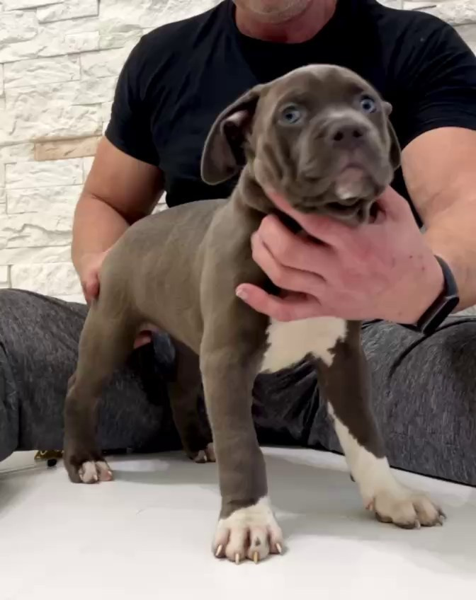 Hunter&Queenie, 10.09.25. Американские булли XL в г. Калининград. Питомник Great Bully UNIVERSE