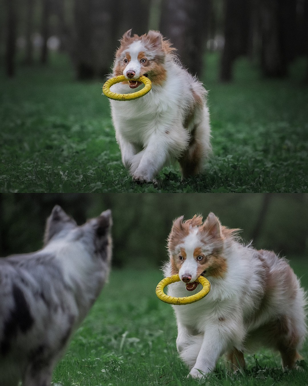 Света, Катрин, Умка. Фотограф анималист в Москве и Санкт-Петербурге Свиридова Анна