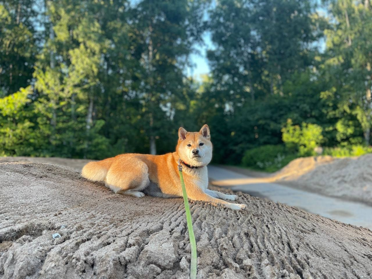 сиба питомник Рубилайт щенки на продажу rubylight  сиба щенки купить СПб Санкт-Петербург 