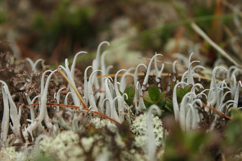 Кладония мягкая - вид лишайников рода Кладония семейства Кладониевые.