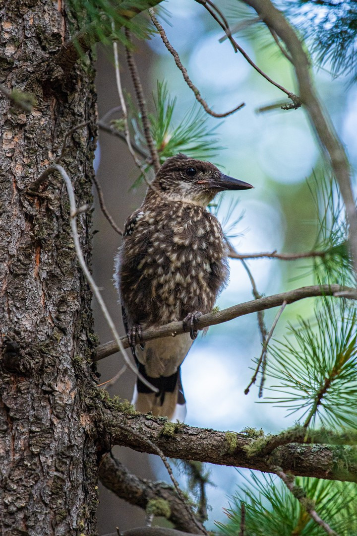 Мультинские озёра 2022. Фотограф Эдуард Алмадаков