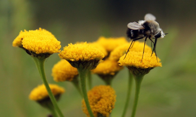 шмель на цветках пижмы