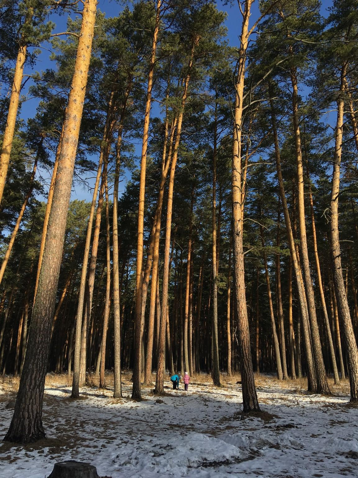 чемальские сосны