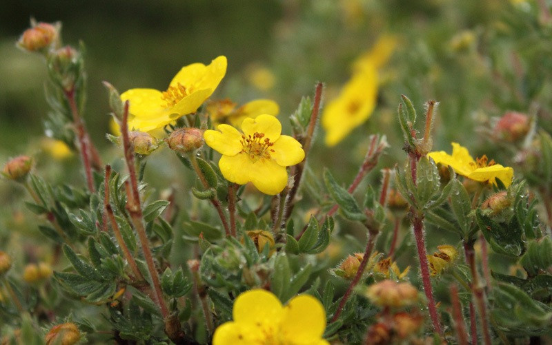 Курильский чай