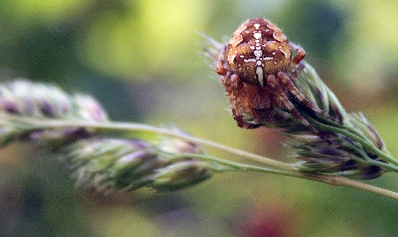 Паук-крестовик