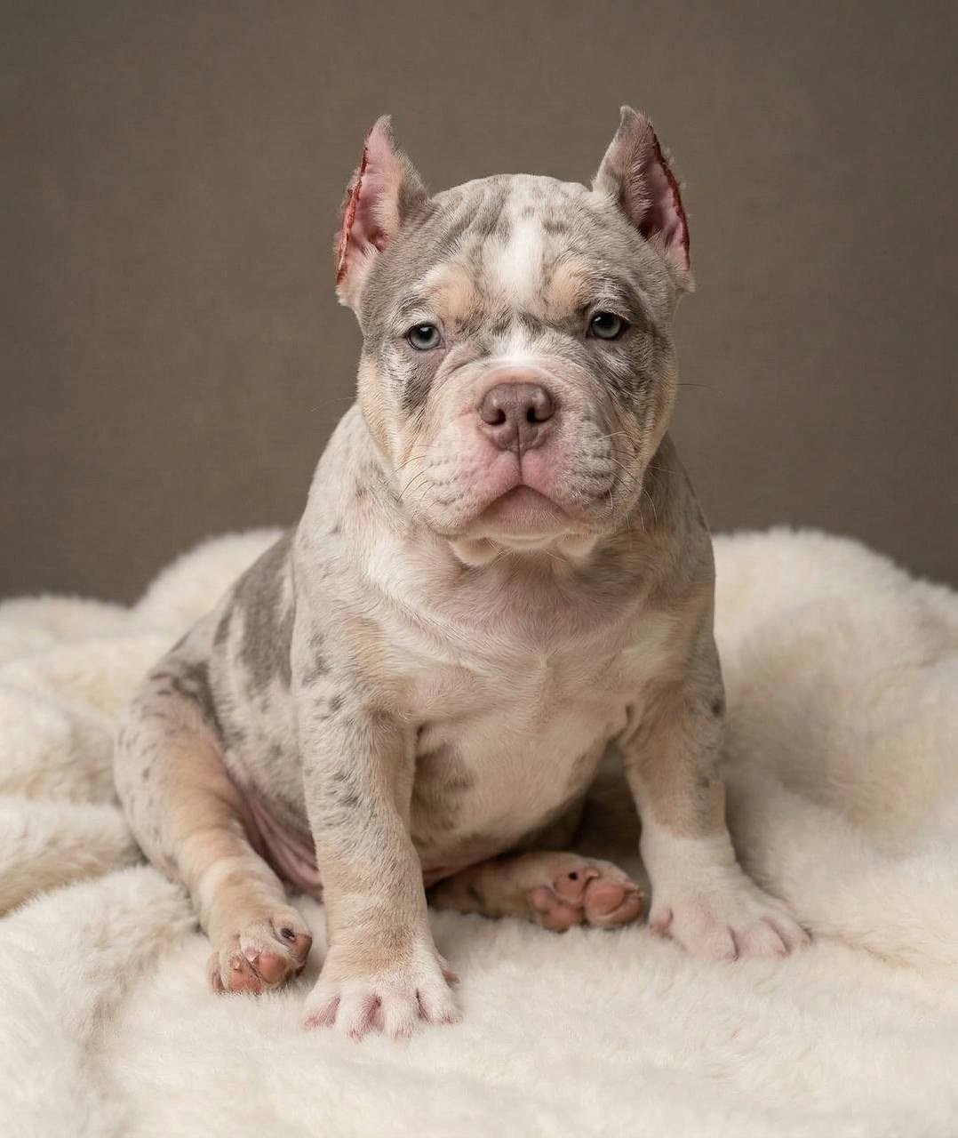 Свободные щенки Американский Булли, в типах покет, классик, стандарт. Американский Булли в г. Ростов-на-Дону. Питомник THE POWER OF SIBERIA