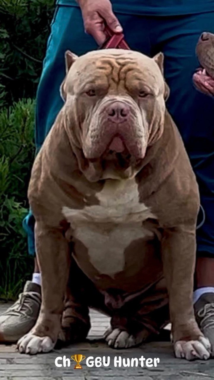 Наши собаки. Американские булли XL в г. Калининград. Питомник Great Bully UNIVERSE