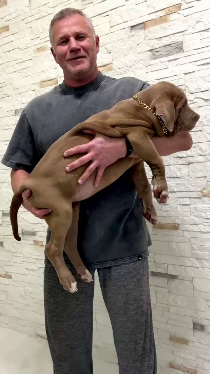 Hunter&Queenie, 10.09.25. Американские булли XL в г. Калининград. Питомник Great Bully UNIVERSE