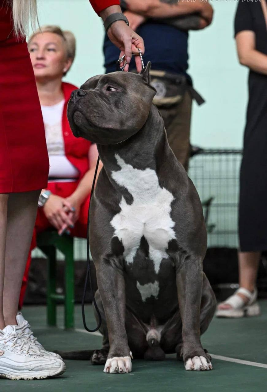 Участие в выставках. Американские булли XL в г. Калининград. Питомник Great Bully UNIVERSE