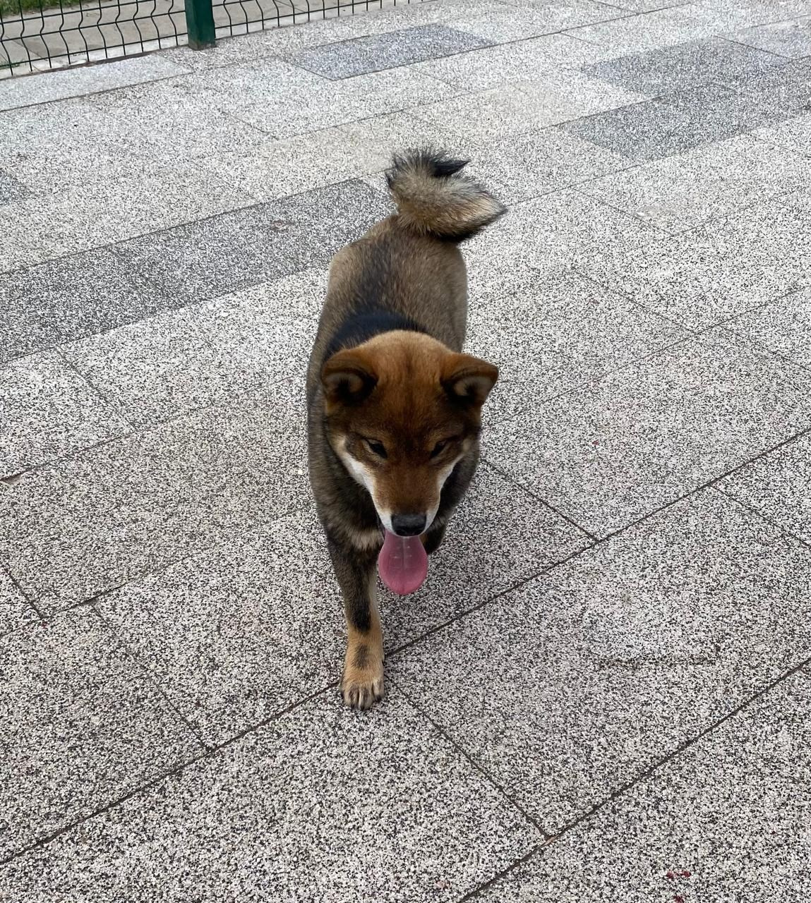 Шаман (сезам) * Шу_ Шаолинь Цукан. AMERICAN AKITA RUBYLIGHT KENNEL I SHIBA-INU