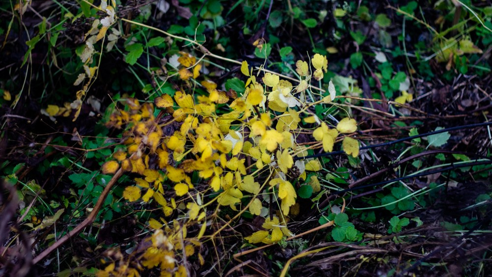 Станция Собь. Фотограф Екатерина Зорина