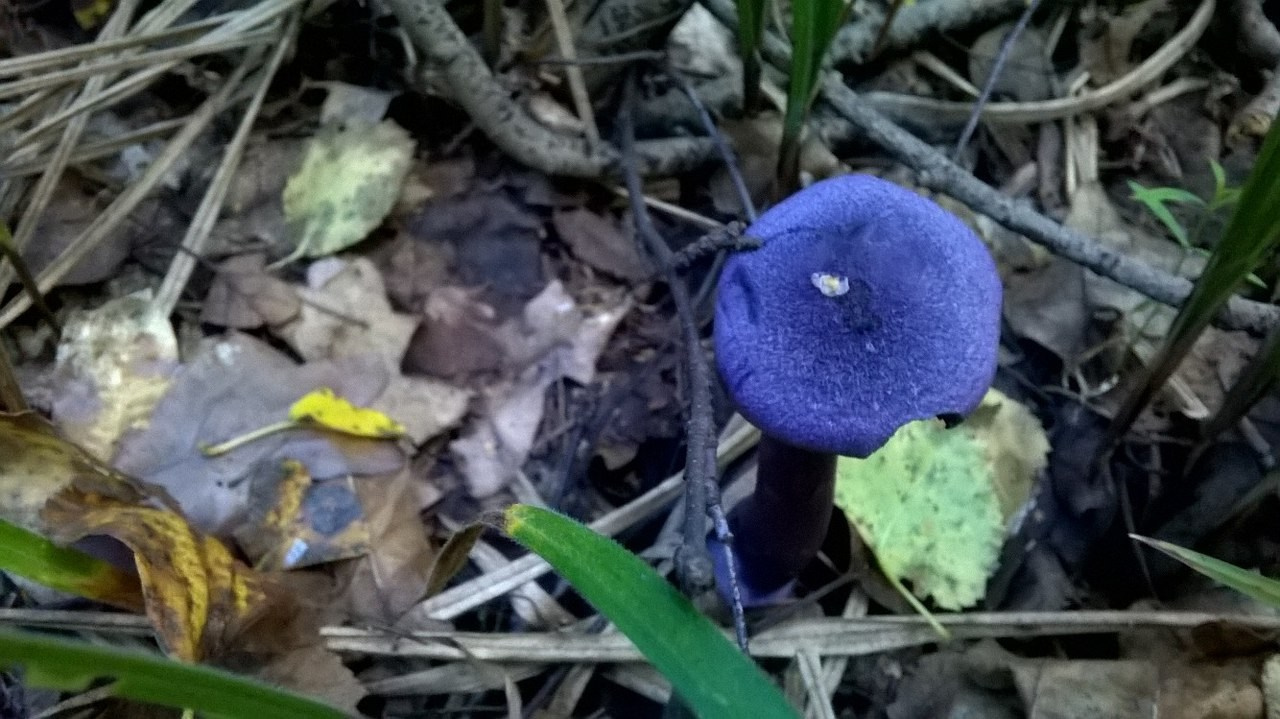 Деревенский выезд 2 | 26-28.08.2016. Галерея Фантим